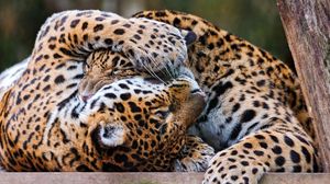 Preview wallpaper leopards, couple, playful, predators