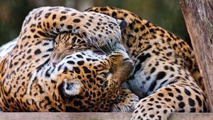 Preview wallpaper leopards, couple, playful, predators