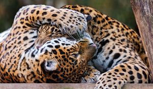 Preview wallpaper leopards, couple, playful, predators