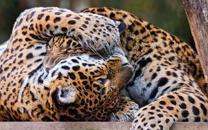 Preview wallpaper leopards, couple, playful, predators