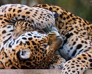 Preview wallpaper leopards, couple, playful, predators