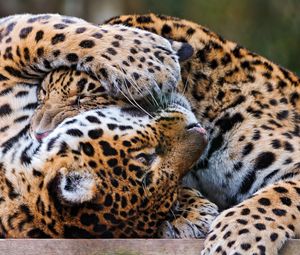 Preview wallpaper leopards, couple, playful, predators