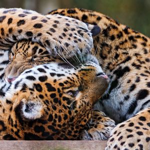 Preview wallpaper leopards, couple, playful, predators