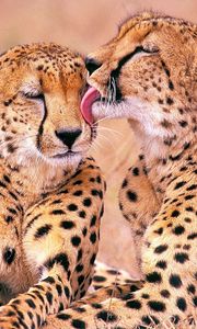 Preview wallpaper leopards, family, affection