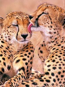 Preview wallpaper leopards, family, affection