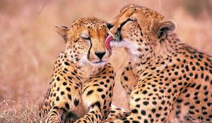 Preview wallpaper leopards, family, affection