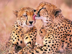 Preview wallpaper leopards, family, affection