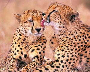 Preview wallpaper leopards, family, affection