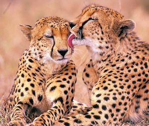 Preview wallpaper leopards, family, affection