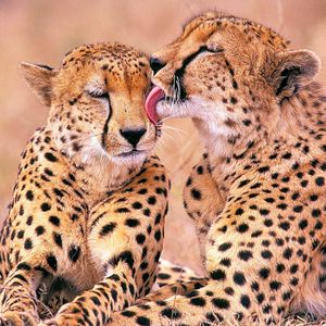 Preview wallpaper leopards, family, affection