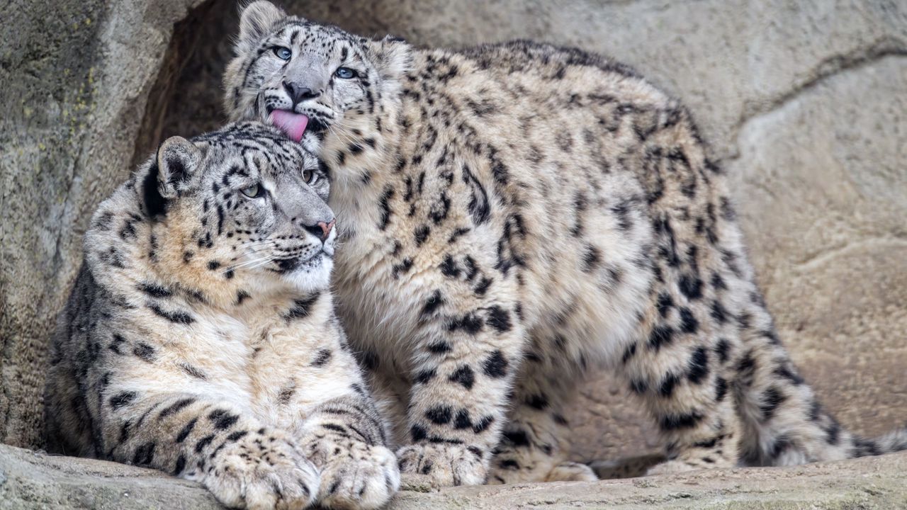 Wallpaper leopards, glance, fur, stones, animals