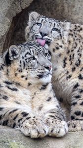Preview wallpaper leopards, glance, fur, stones, animals