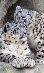 Preview wallpaper leopards, glance, fur, stones, animals