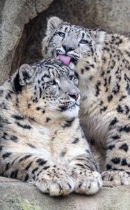 Preview wallpaper leopards, glance, fur, stones, animals