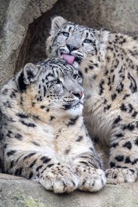 Preview wallpaper leopards, glance, fur, stones, animals