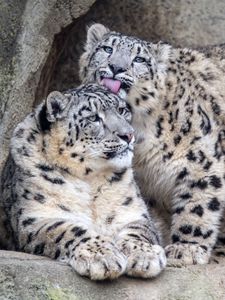 Preview wallpaper leopards, glance, fur, stones, animals