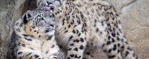 Preview wallpaper leopards, glance, fur, stones, animals