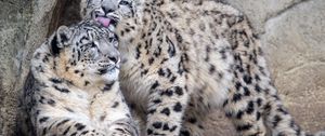 Preview wallpaper leopards, glance, fur, stones, animals