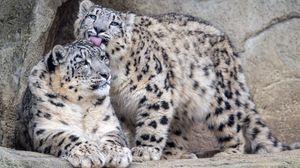 Preview wallpaper leopards, glance, fur, stones, animals