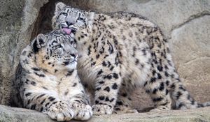 Preview wallpaper leopards, glance, fur, stones, animals