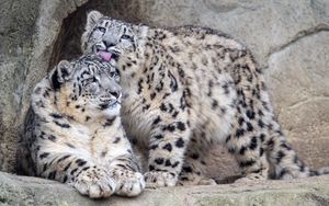 Preview wallpaper leopards, glance, fur, stones, animals