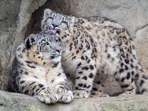 Preview wallpaper leopards, glance, fur, stones, animals