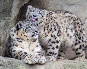 Preview wallpaper leopards, glance, fur, stones, animals
