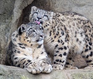 Preview wallpaper leopards, glance, fur, stones, animals