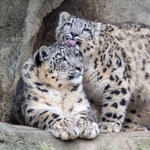 Preview wallpaper leopards, glance, fur, stones, animals