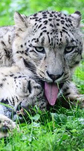 Preview wallpaper leopards, predators, animals, funny