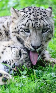 Preview wallpaper leopards, predators, animals, funny