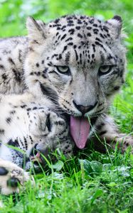 Preview wallpaper leopards, predators, animals, funny