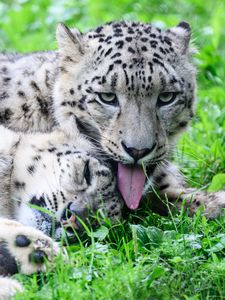 Preview wallpaper leopards, predators, animals, funny