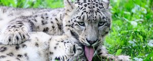Preview wallpaper leopards, predators, animals, funny