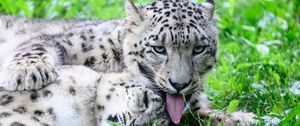 Preview wallpaper leopards, predators, animals, funny