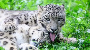Preview wallpaper leopards, predators, animals, funny