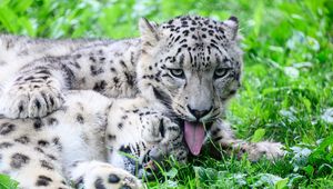 Preview wallpaper leopards, predators, animals, funny