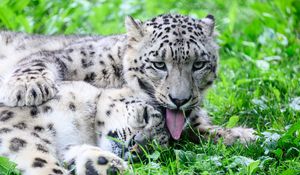 Preview wallpaper leopards, predators, animals, funny