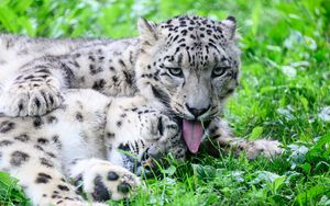 Preview wallpaper leopards, predators, animals, funny