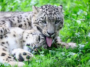 Preview wallpaper leopards, predators, animals, funny