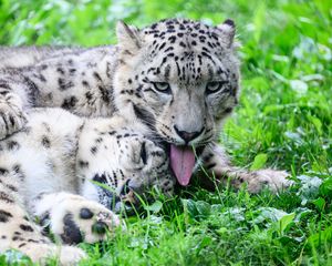 Preview wallpaper leopards, predators, animals, funny