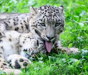 Preview wallpaper leopards, predators, animals, funny