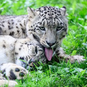 Preview wallpaper leopards, predators, animals, funny