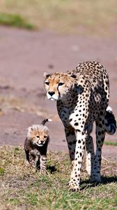 Preview wallpaper leopards, walk, family