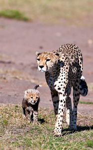 Preview wallpaper leopards, walk, family