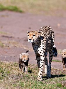 Preview wallpaper leopards, walk, family