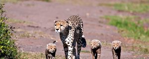 Preview wallpaper leopards, walk, family