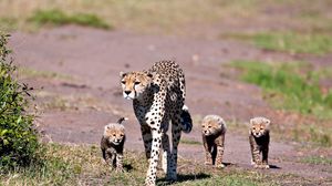 Preview wallpaper leopards, walk, family