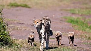 Preview wallpaper leopards, walk, family