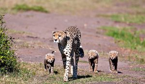 Preview wallpaper leopards, walk, family